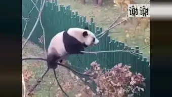 熊猫搞笑