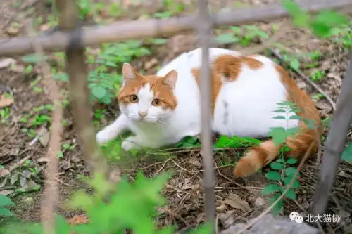 猫事薏米这么受欢迎一定不是我的错
