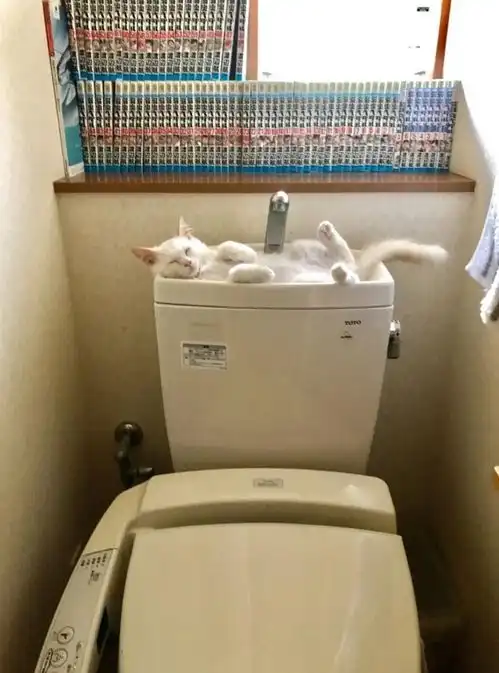 搞笑照片养猫后才发现上个厕所是真的不容易呀