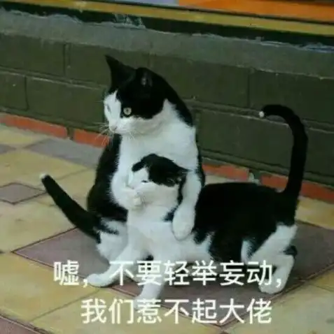 不不可以人家是正经小猫咪第80期喵表情