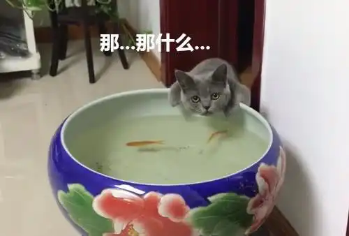 猫咪跑到鱼缸喝水被主人发现,误会猫咪想吃鱼表情却萌翻铲屎官
