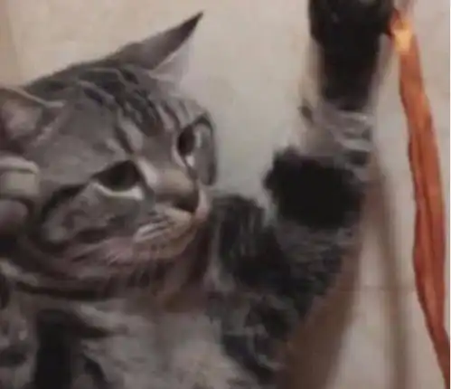 猫咪不爱洗澡主人用妙招让它乖乖入水,猫咪你不要过来啊