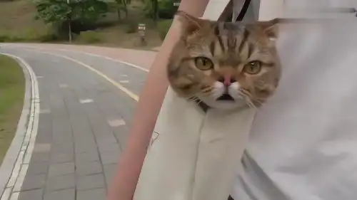 主人带猫咪去公园,猫的表情也太逗了