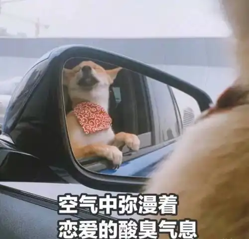 狗狗小剧场上演,原来你是这样的湘大汪