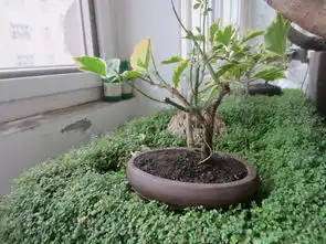 请问图片下方装饰作用的这种小矮草真学名叫什么怎样繁殖好