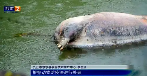 修水县马坳镇一池塘有死猪漂浮快4个月了恶臭难闻无人处理凤凰网江西凤凰网