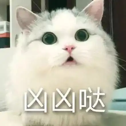 养了一只宇宙最凶的喵星人什么体验