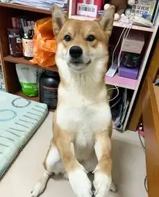 主人上班偷看监视器,想看柴犬在家做什么,结果差点被吓晕了