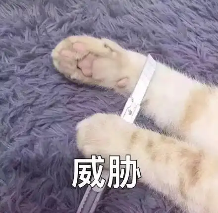猫猫只是路过表情包抽回