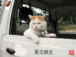表情再见朋友,依依不舍的猫咪搞笑动物图片qq表情党表情