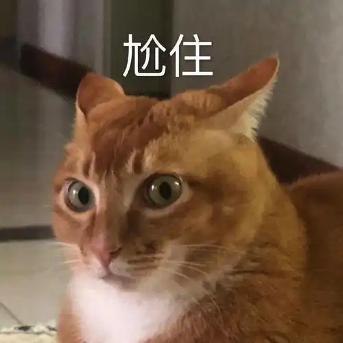 网红猫咪沙雕猫咪敦敦表情包四