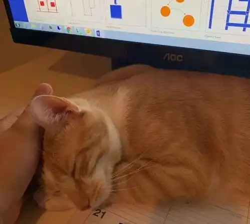 一组温暖可爱的猫咪图片,看看哪张能打动你的心