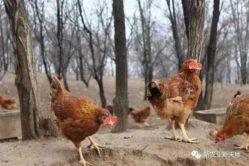 鸡的破坏力有多强第一年林下养鸡,第二年果树都不挂果了