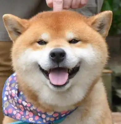 经济下行,主人欠债,一条柴犬被朝阳法院拍卖,起价500元