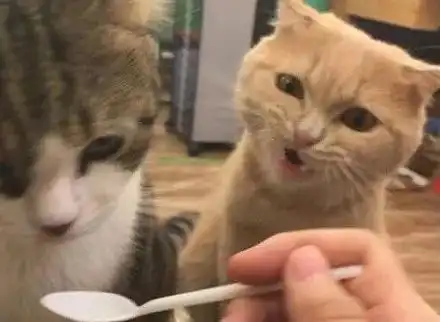 每日一笑,嘘,别说话,我是一只茄子