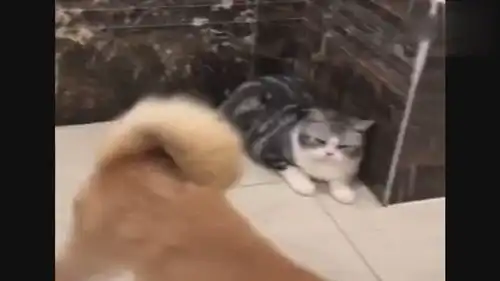 这只柴犬真是欠打每天路过都要招惹一下猫,猫咪一脸嫌弃