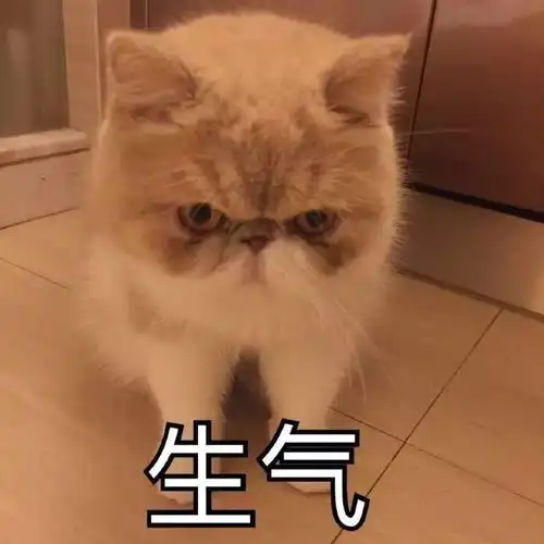 壁纸头像超可爱搞笑猫咪表情包