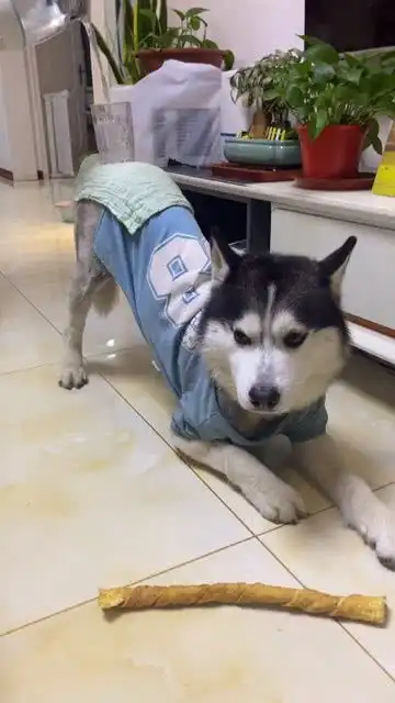 听说这样接的水比较好喝,就是不知道下次哈士奇会不会生气搞笑萌宠成精记