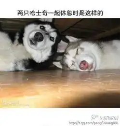 我家狗狗tony和老爸捡来养的喜鹊喜儿今