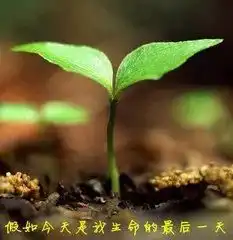 生命中的最后一天