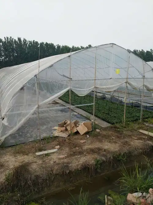 六盘水养鸽子大棚养鸡大棚