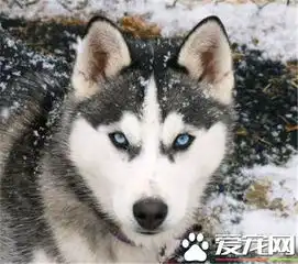 哈士奇狗狗特点哈士奇的耐力和速度惊人