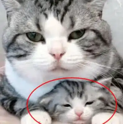 猫爸第一次看到自己的孩子,抱住小猫咪不撒手,猫爸这是我孩子