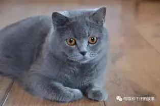 世界十大最贵的猫咪排行榜,第一竟然要61万人民币