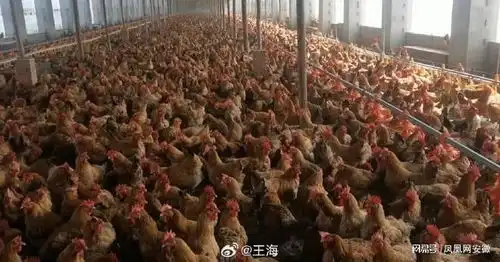 再爆猛料关于散养鸡王海与老乡鸡对战升级