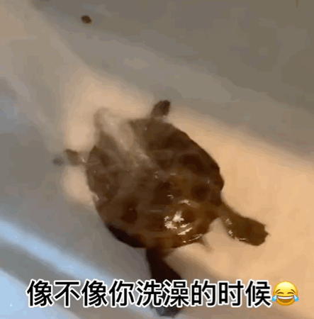 微信沙雕表情包我不想努力了,我真想马上结婚