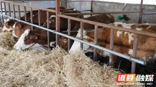 道县秸秆养牛生态包袱变成绿色财富
