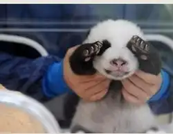 测试一个超长简介的文章