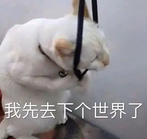 猫咪表情包投降,投降,我投降