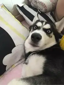 哈士奇趁主人去上厕所时偷偷溜进房间,接下来的这幕让她哭笑不得