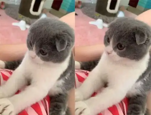 猫咪干完坏事后,转身跑进主人怀里睡觉,拎起后表情让人不淡定了