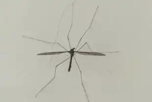 云南现巨型大蚊子体大脚长一只顶十只