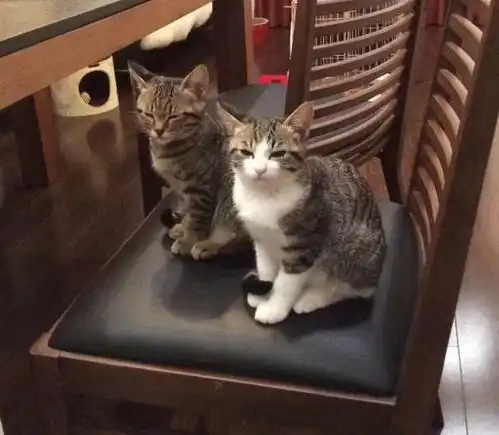 主人抽时间陪猫咪玩耍,小猫表情亮了,网友是只好猫