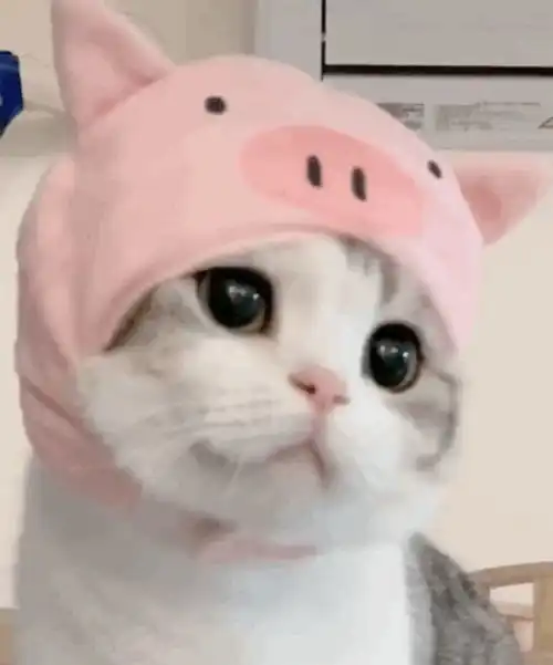 这个猫猫的表情包太可爱了谁有这只猫的表情包吗万分感谢