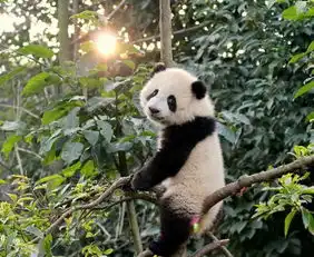 这些熊猫太搞笑了,满屏都是圆滚滚,笑喷了