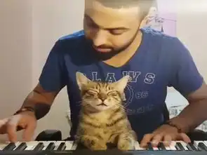 主人弹琴它眯眼享受琴声这只钢琴猫也太陶醉了吧