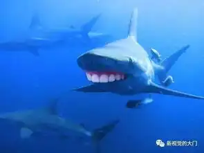 有趣的鲨鱼与人类的牙齿