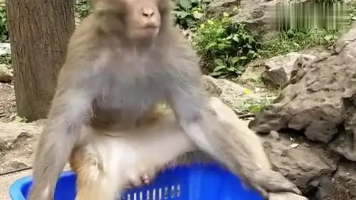 猴子霸道坐在水果筐上,这架势还真像个土地主,爆笑引围观