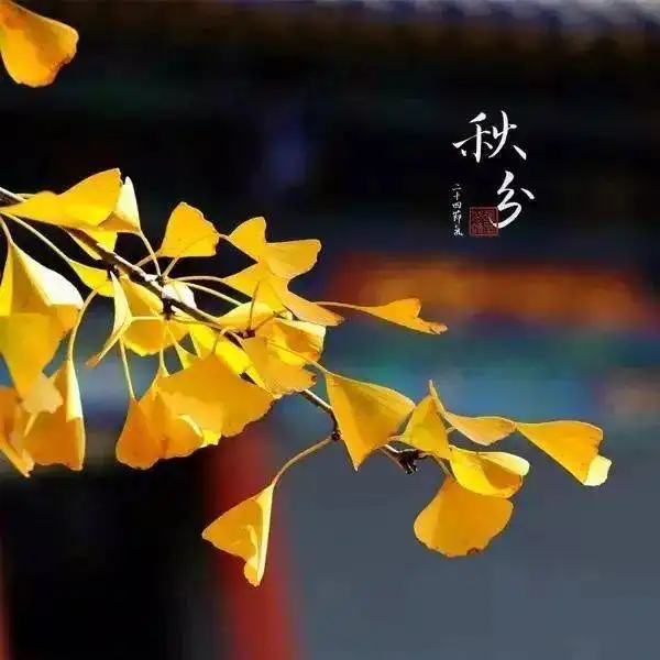 今日秋分,一场秋雨一场寒的时候到了
