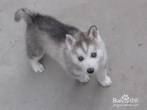 哈士奇小狗吃什么补充营养怎么喂养哈士奇幼犬