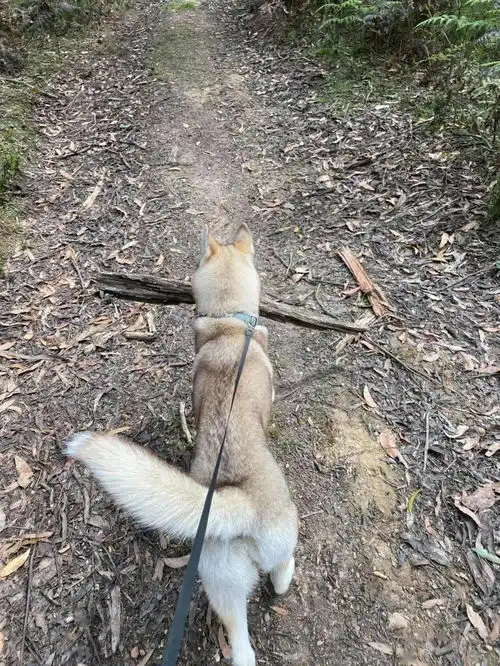 贪玩哈士奇追赶蜜蜂,反被咬成猪头,求救模样可怜又爆笑