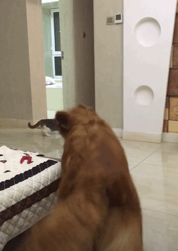金毛正在睡觉,猫咪路过究竟做了什么让金毛瞬间如此抓狂