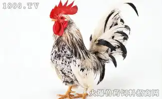 养鸡全套饲料成本控制法