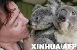 澳大利亚的考拉也要搞计划生育