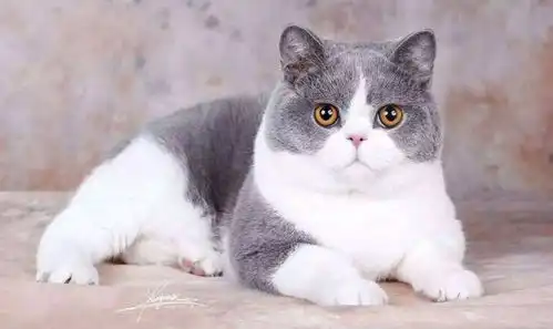 英国短毛猫应该怎么养需要注意什么事情