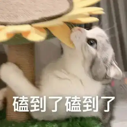 表情包这么胖了还吃
